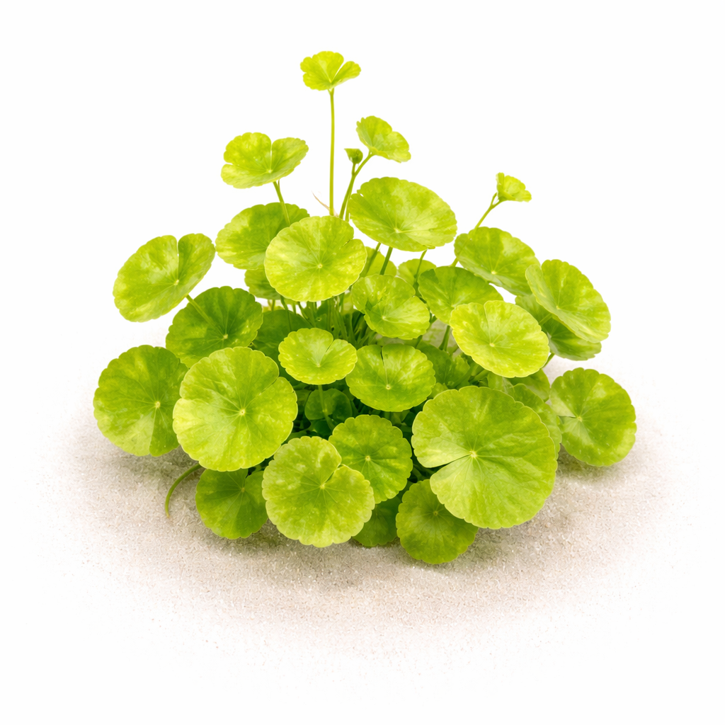 Fresh Brazilian Pennywort aquarium plant showing coin-shaped green leaves and creeping stems