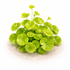 Fresh Brazilian Pennywort aquarium plant showing coin-shaped green leaves and creeping stems