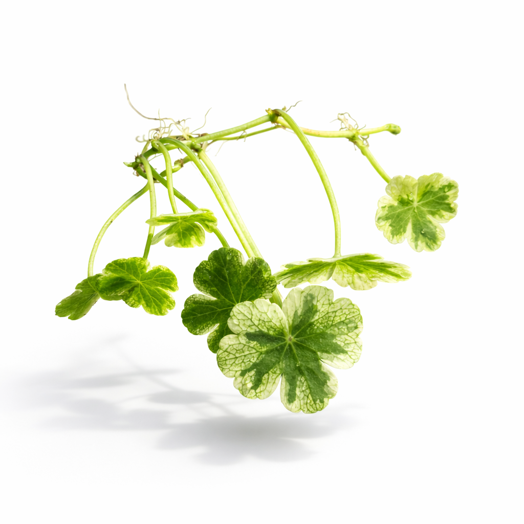 Hydrocotyle ranunculoides ‘Variegated’ floating pennywort with round green and cream variegated leaves, aquarium plant isolated on white background.
