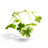 Hydrocotyle ranunculoides ‘Variegated’ floating pennywort with round green and cream variegated leaves, aquarium plant isolated on white background.
