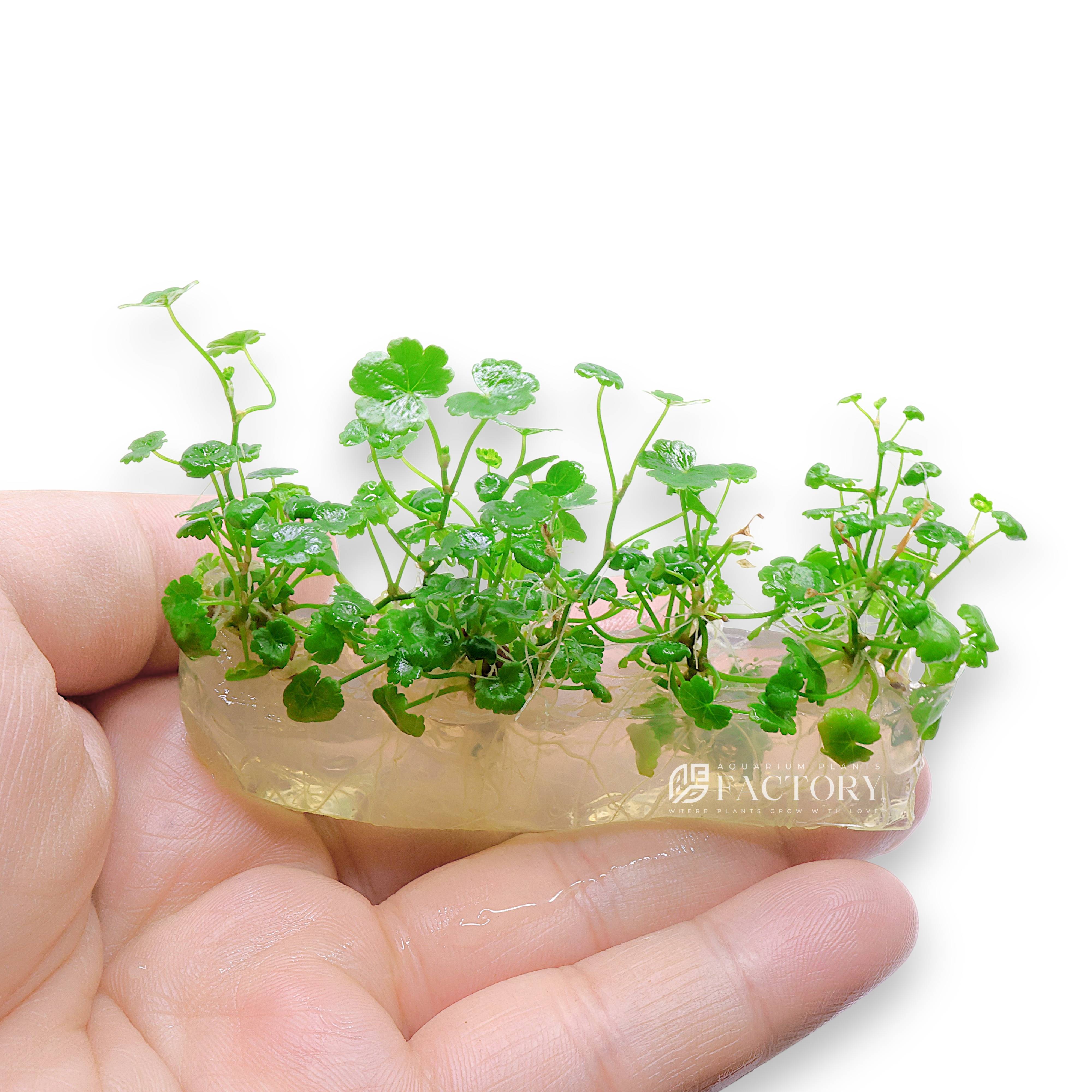 Dwarf Pennywort (Hydrocotyle sibthorpioides) tissue culture plantlets in 4-inch sealed bag