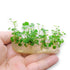 Dwarf Pennywort (Hydrocotyle sibthorpioides) tissue culture plantlets in 4-inch sealed bag