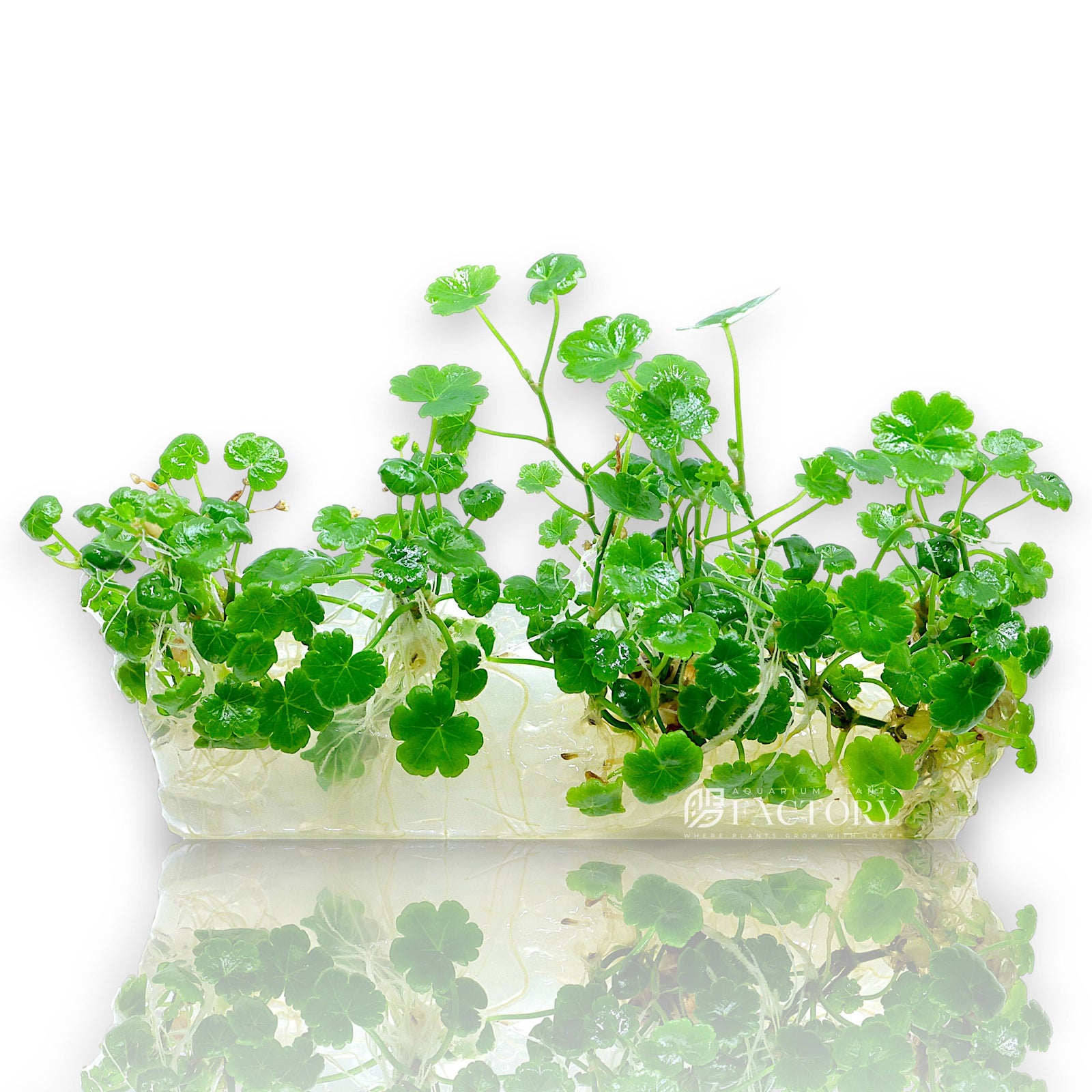 Hydrocotyle sibthorpioides carpeting in the foreground of a freshwater aquascape