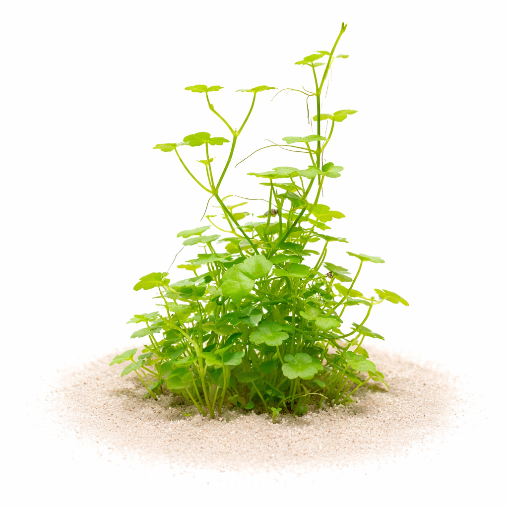 A lush green carpet of Hydrocotyle tripartita 'Mini' showcasing its small, clover-like three-lobed leaves.