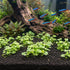 Hydrocotyle Tripartita Mini Variegated planted around driftwood in a vibrant aquascape setting.