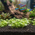 Close-up Hydrocotyle Tripartita Mini Variegated growing nicely in a planted aquarium.