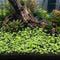 Lush foreground carpet of Hydrocotyle Tripartita Mini Variegated in a planted freshwater aquarium.
