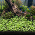 Lush foreground carpet of Hydrocotyle Tripartita Mini Variegated in a planted freshwater aquarium.