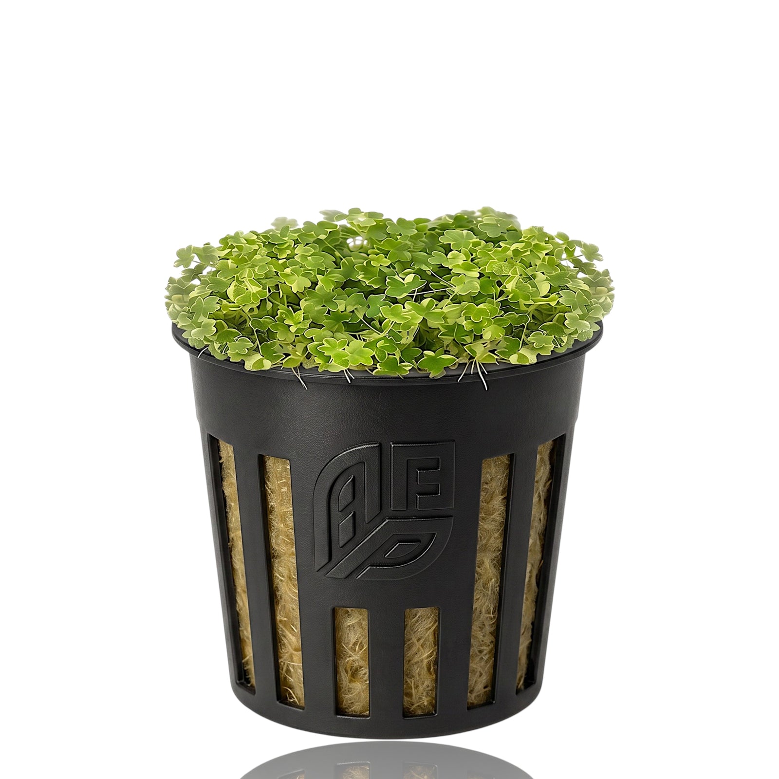 Hydrocotyle Tripartita Mini Variegated plant growing in a small, black slotted nursery pot.