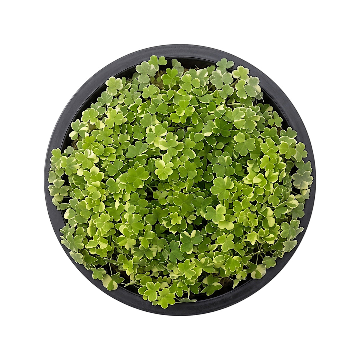 Top-down view of Hydrocotyle Tripartita Mini Variegated showcasing its dense, clover-like variegated leaves.