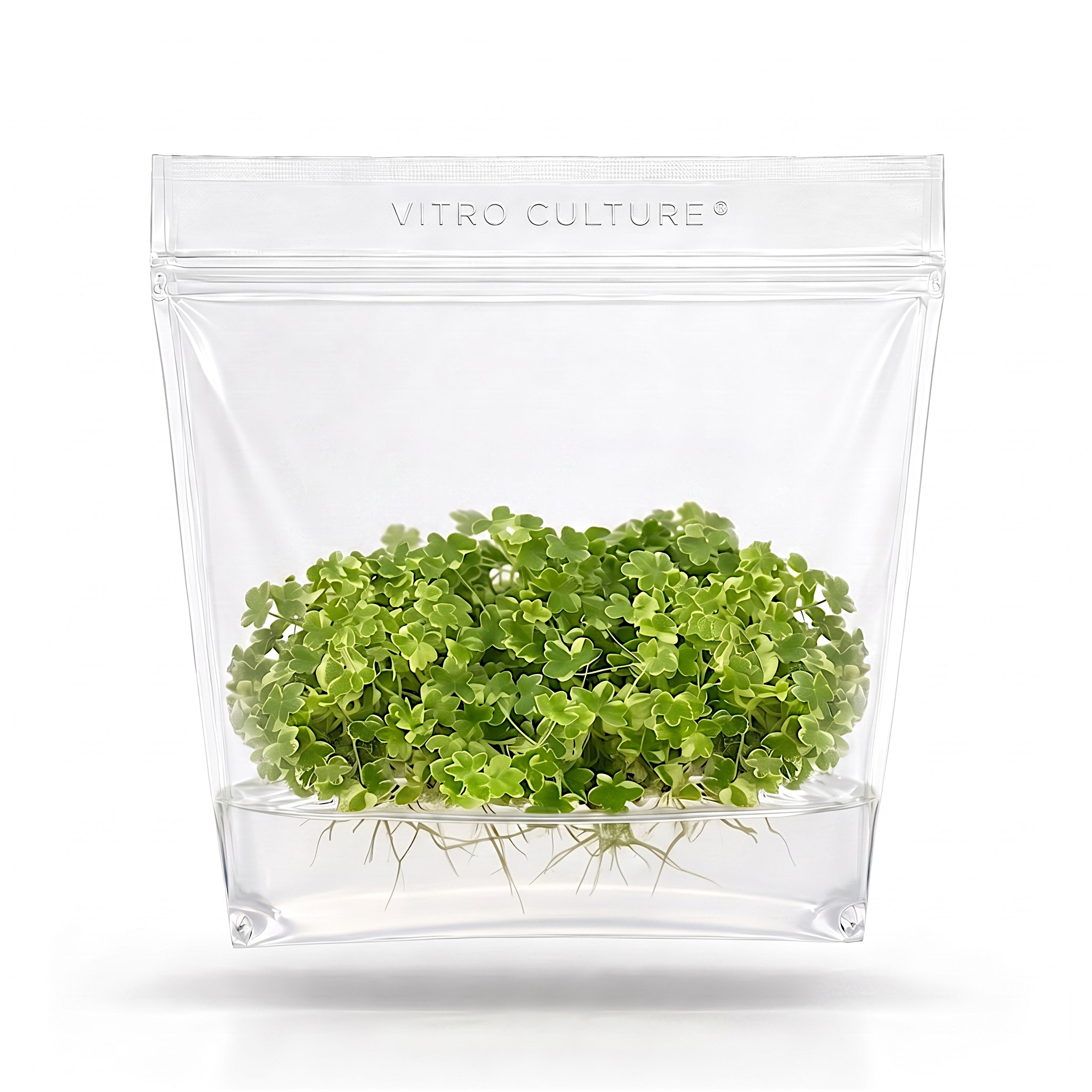 Hydrocotyle tripartita 'Mini Variegated' vitro culture tissue aquarium plant in a sealed clear pouch.