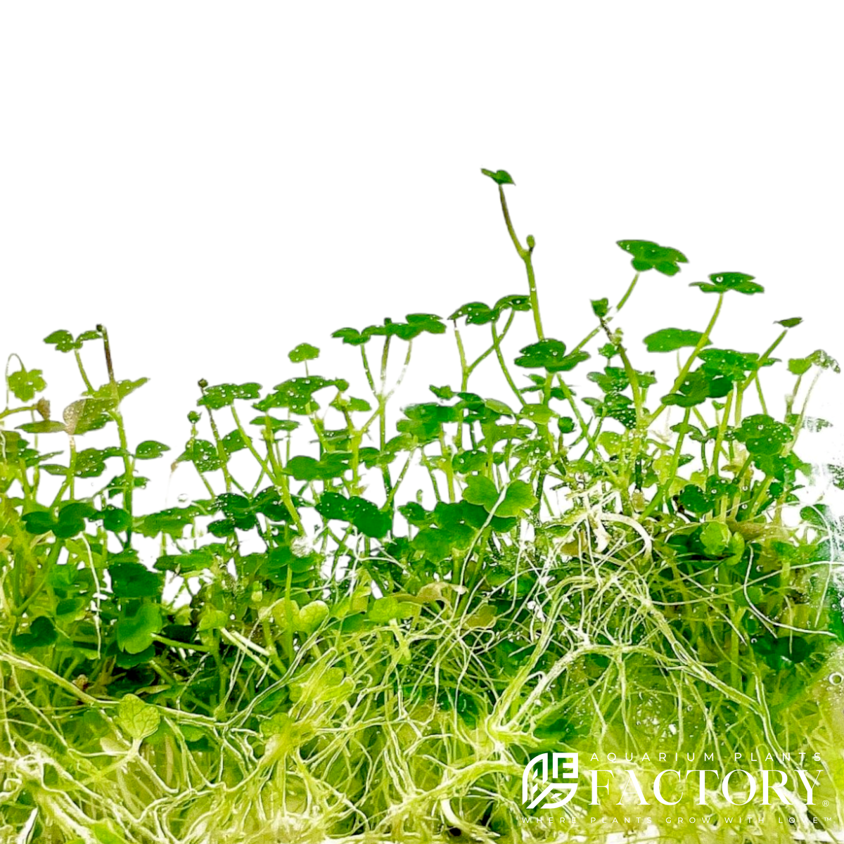 Hydrocotyle Tripartita Mini aquarium plant, photo 2