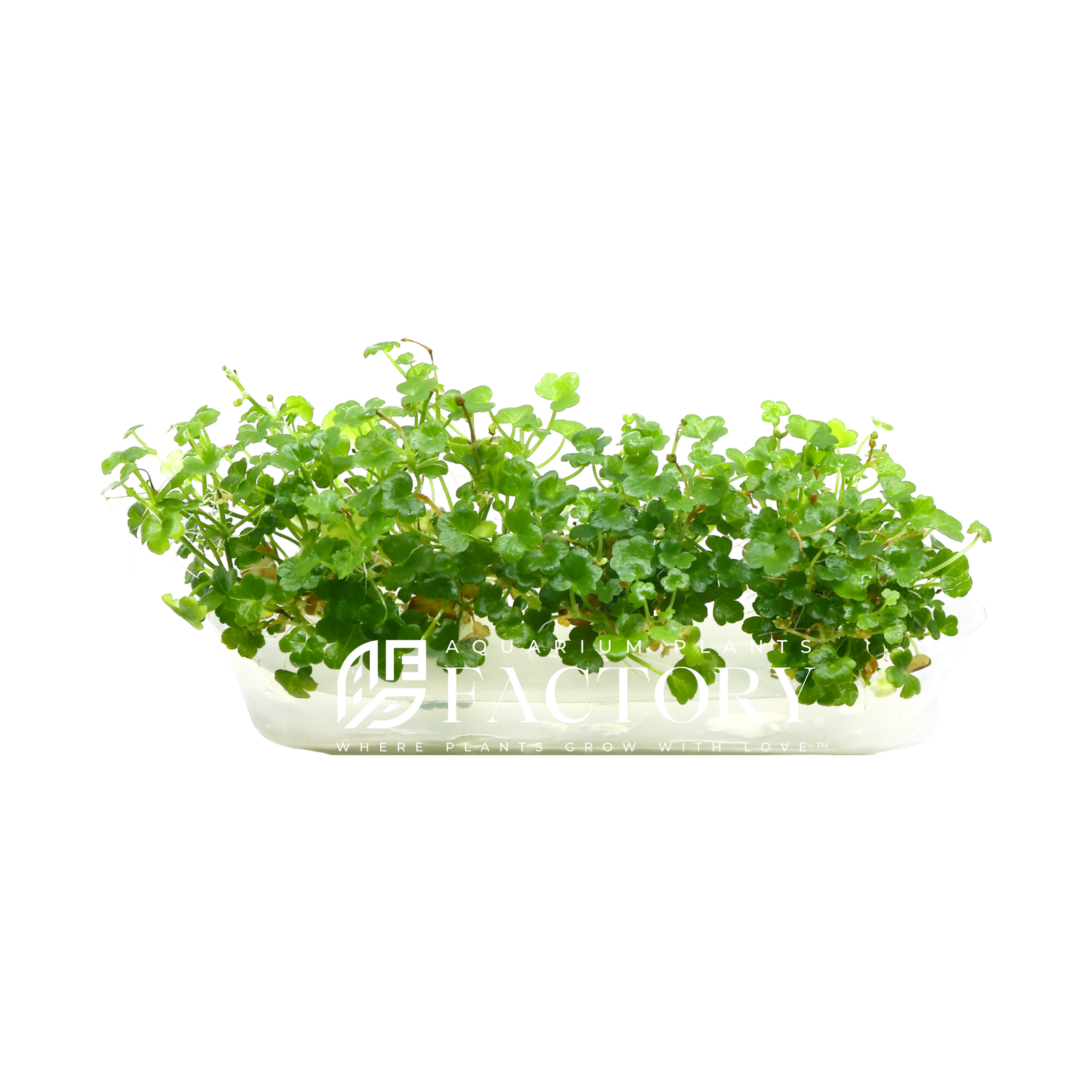 Introducing Hydrocotyle Tripartita Mini, a captivating and versatile aquatic plant that will elevate the beauty of your aquarium to new heights.  With its delicate and intricate foliage, Hydrocotyle Tripartita Mini adds a touch of elegance and visual interest to any aquascape. Each tiny leaf consists of multiple lobes, resembling delicate clovers that create a lush carpet-like effect when grown in dense clusters.