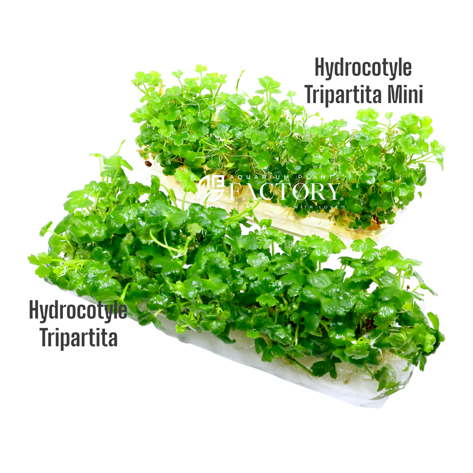 Hydrocotyle Tripartita Tissue Culture