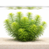 Hydrotriche hottoniiflora featuring bright green needle-like leaves arranged in delicate whorls for a soft aquascape texture.