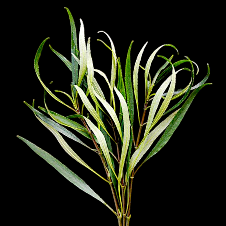 Hygrophila Angustifolia Hygro Willow | APF Aquarium Plants Factory®