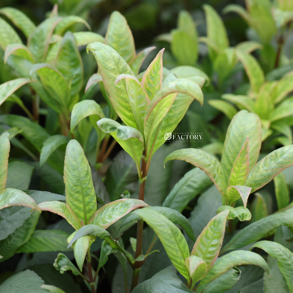 Hygrophila corymbosa 'Cherry Leaf' live aquarium plant, view 2