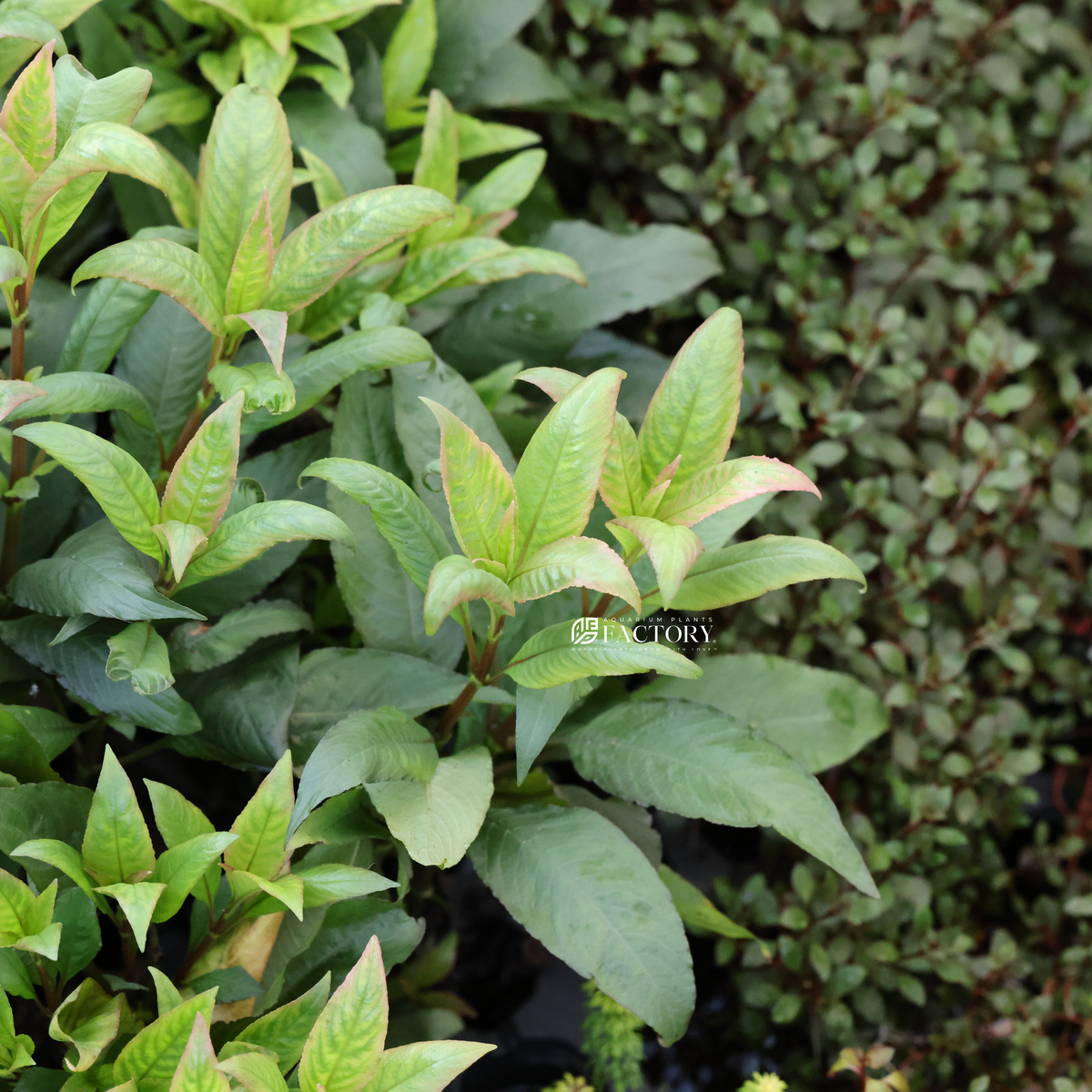 Hygrophila corymbosa 'Cherry Leaf' live aquarium plant