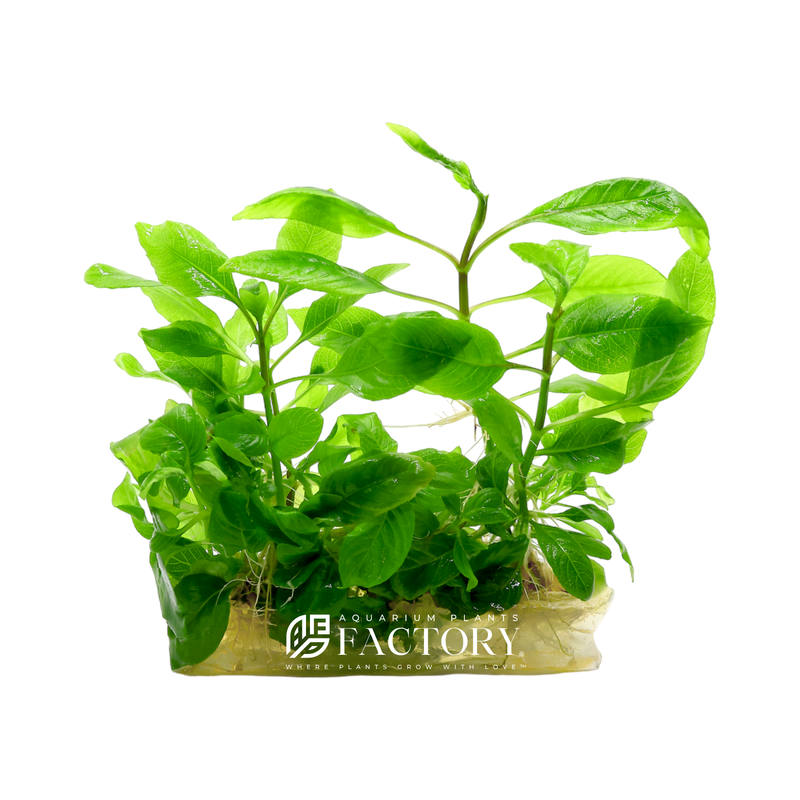 Hygrophila corymbosa, commonly known as Temple Plant or Giant Hygrophila, is a popular and versatile aquatic plant that adds beauty and vibrancy to aquariums and aquascapes.