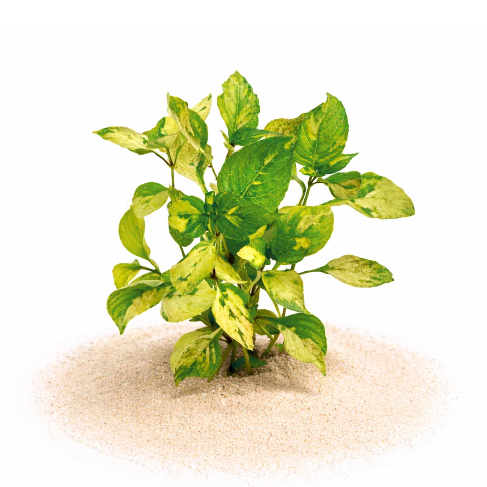 Hygrophila corymbosa variegated Marble Temple Plant with green and golden marbled leaves on white background