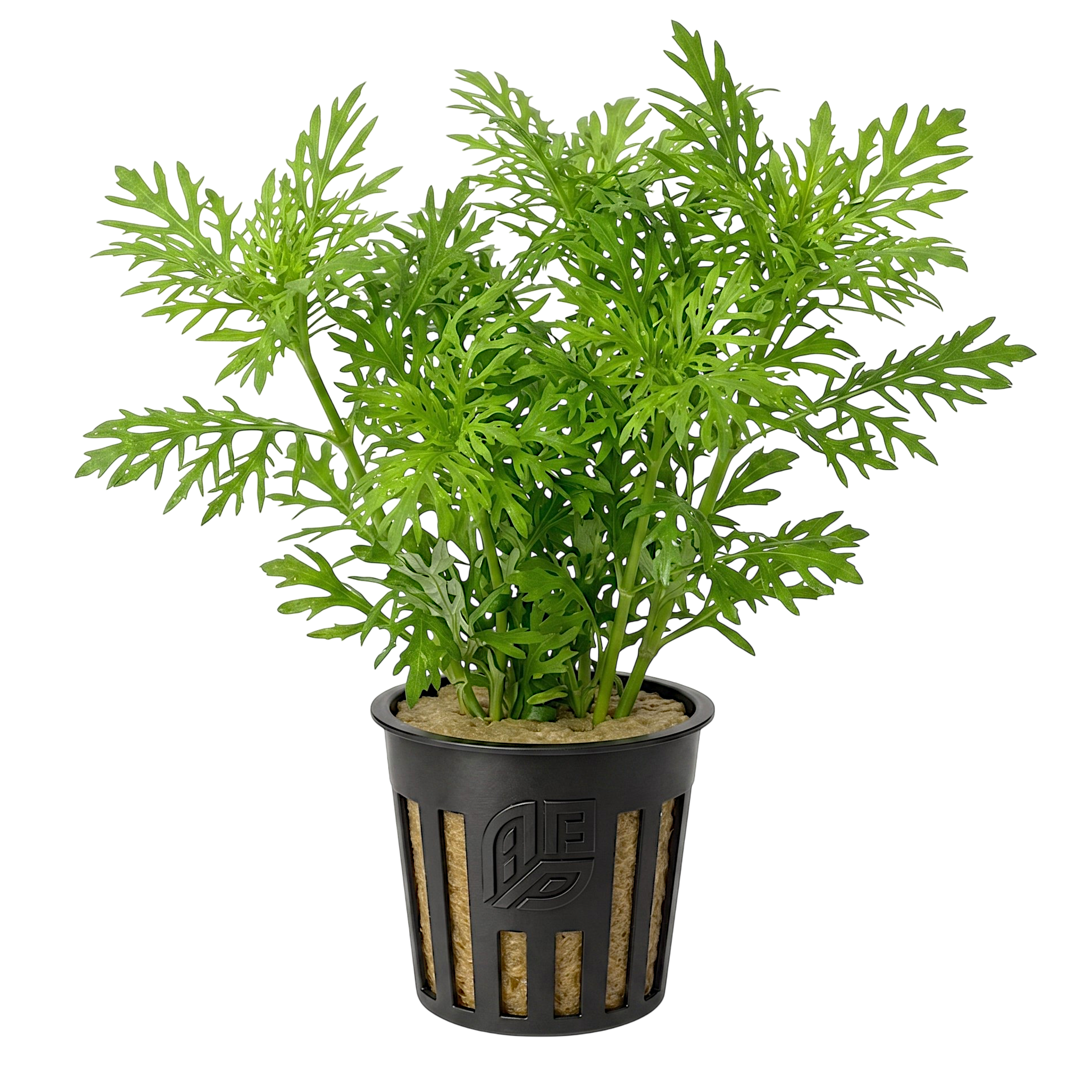 Fresh-cut Hygrophila difformis bundle for planted aquariums, featuring delicate lace-like foliage isolated against a crisp white background