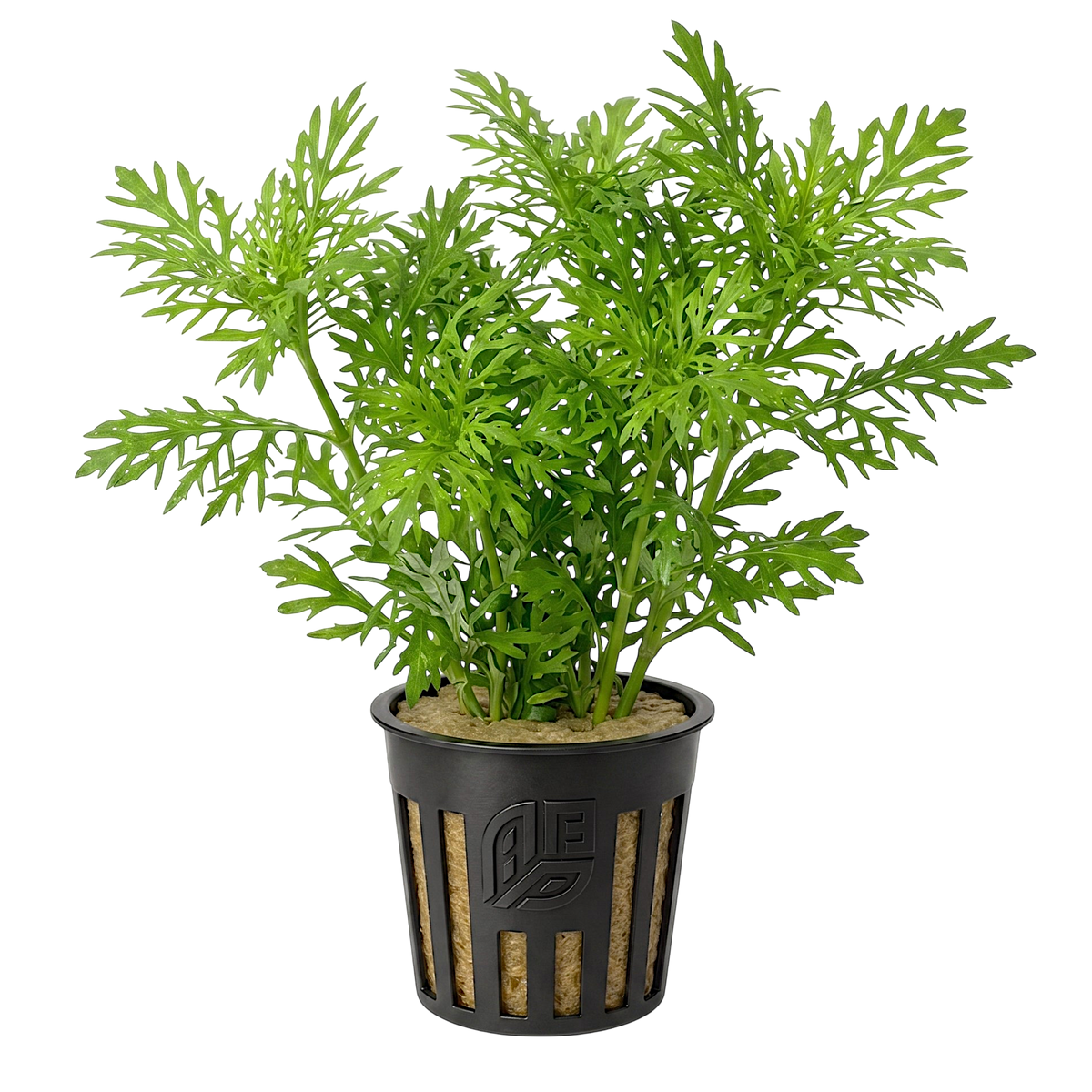 Fresh-cut Hygrophila difformis bundle for planted aquariums, featuring delicate lace-like foliage isolated against a crisp white background