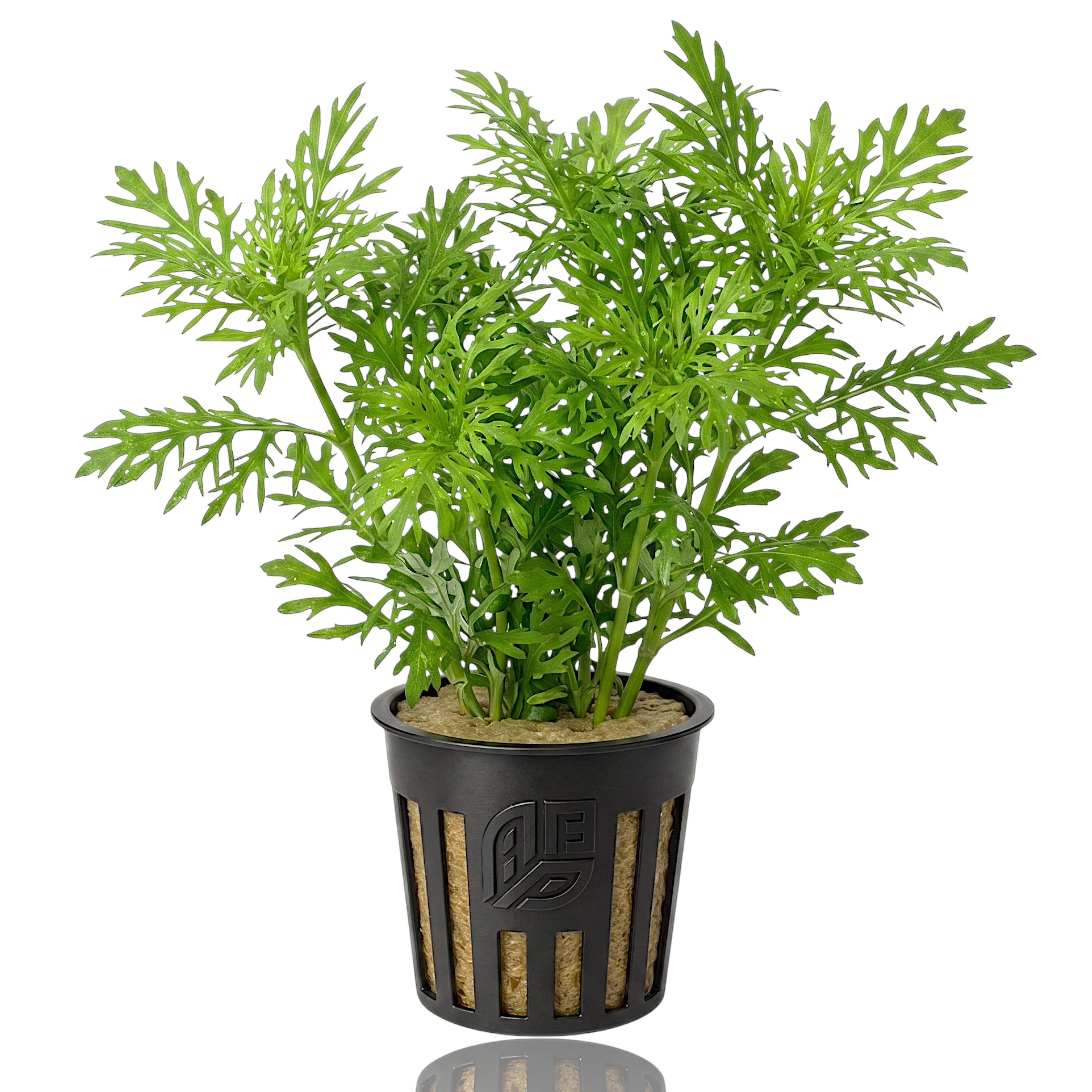 Water Wisteria (Hygrophila difformis) aquatic stem plant showcasing bright green, feathery leaves rooted in a sandy aquarium substrate.