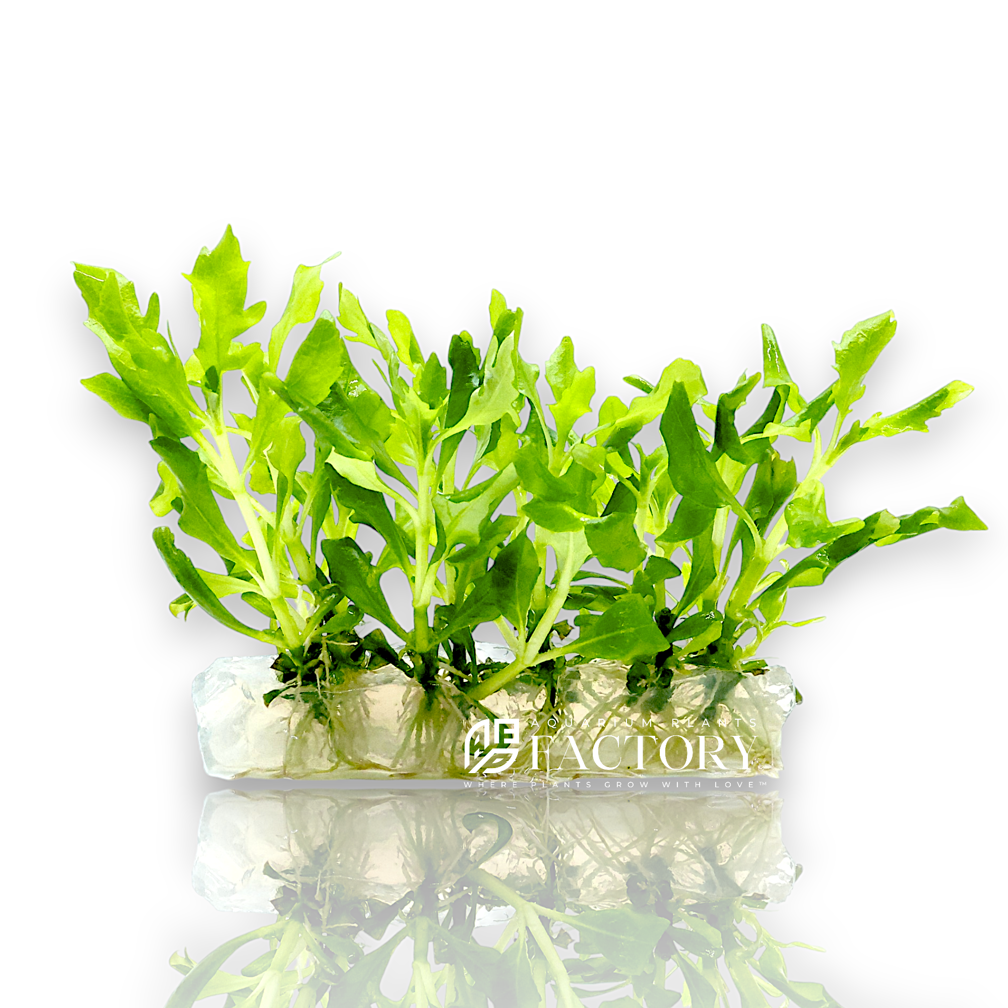 Hygrophila Difformis Tissue Culture is an excellent choice for aquascapers looking for a reliable and attractive plant that benefits both the aesthetic and health of their aquarium. Its vibrant green color, intricate leaf structure, and ease of care make it a must-have for creating lush, dynamic underwater landscapes. Start your aquascape with this pristine tissue-cultured plant for guaranteed success and beauty.