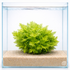 Hygrophila difformis Water Wisteria aquarium plant growing in sandy substrate with clear waterline reflection on white background