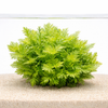 Hygrophila difformis Water Wisteria aquarium plant with feathery green leaves growing in sand substrate with waterline reflection on white background