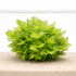 Hygrophila difformis Water Wisteria aquarium plant with feathery green leaves growing in sand substrate with waterline reflection on white background
