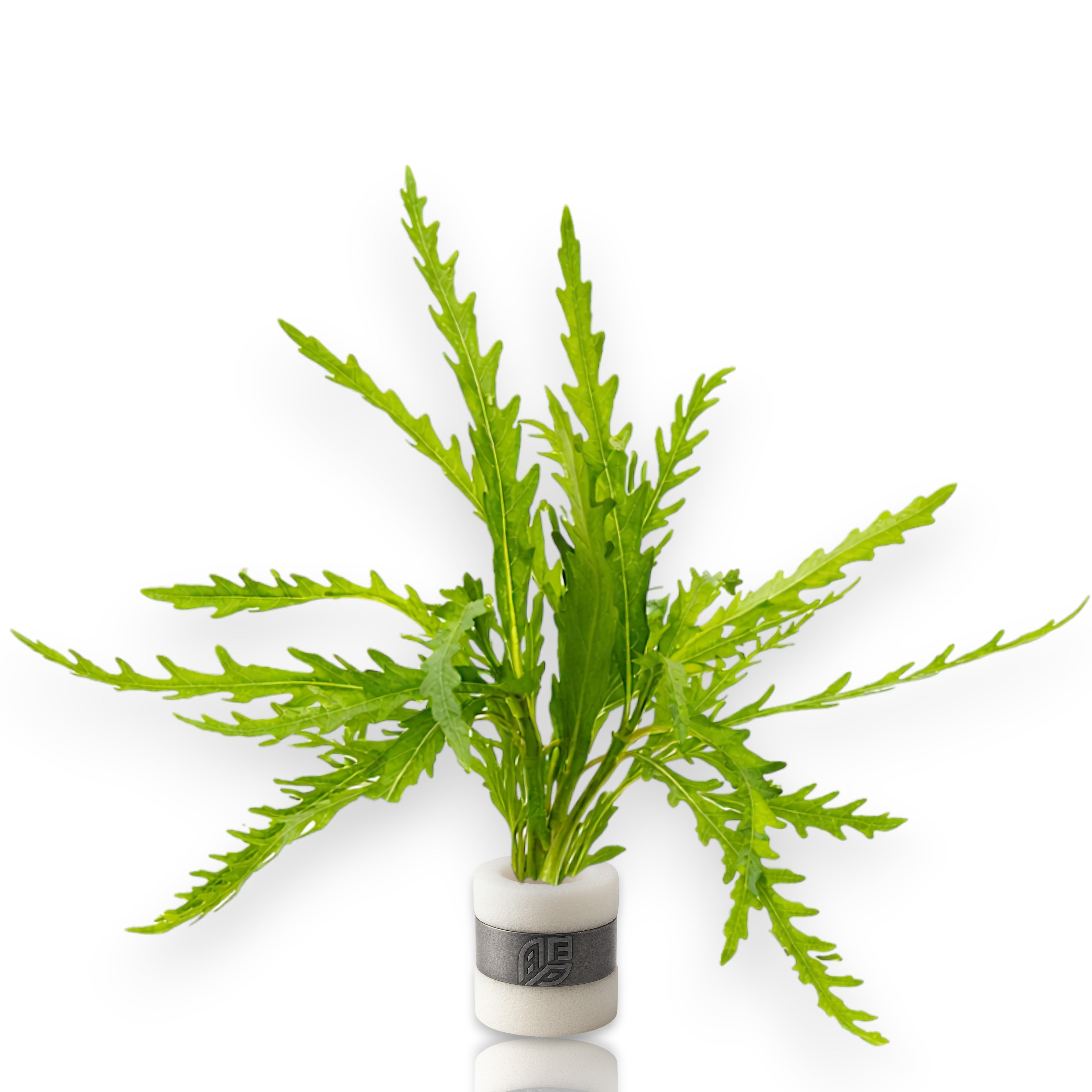 Hygrophila Odora aquarium plant with narrow green leaves, a rare African stem plant for aquascaping midground and background