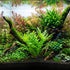 Hygrophila Odora planted in an aquarium midground, showcasing its vibrant green, finely cut foliage.
