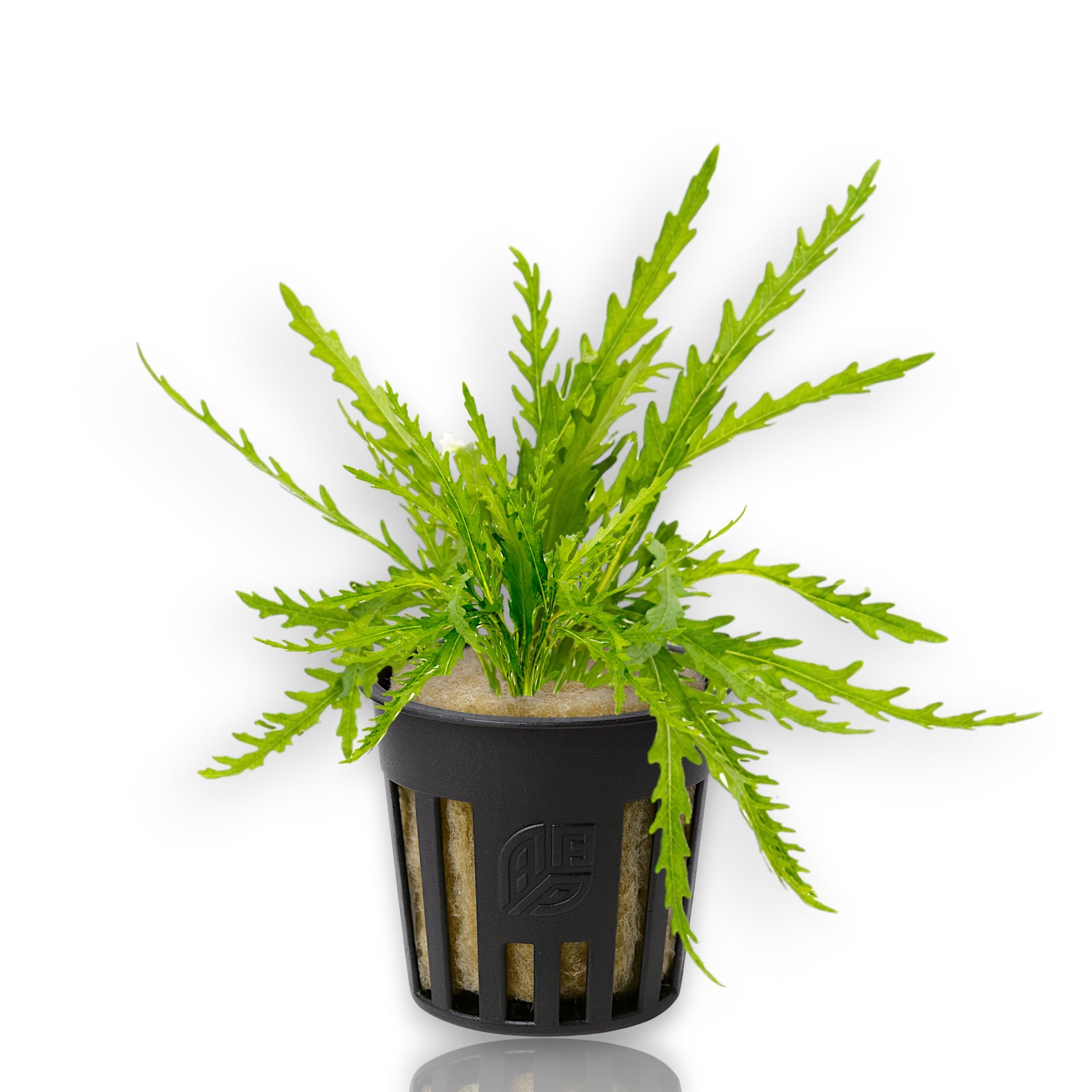 Potted Hygrophila Odora aquarium plant with vibrant green, narrow lobed leaves, a rare African stem plant for midground and background aquascaping.