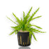Potted Hygrophila Odora aquarium plant with vibrant green, narrow lobed leaves, a rare African stem plant for midground and background aquascaping.