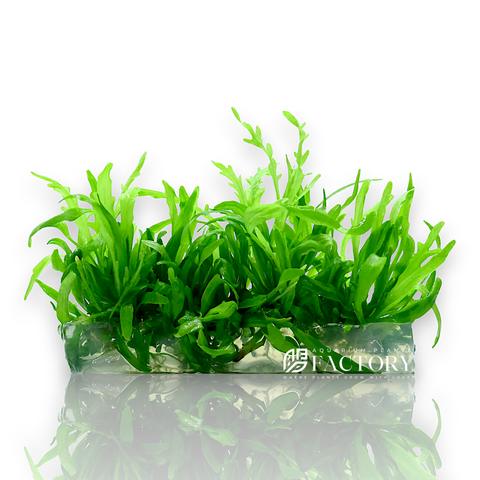 Hygrophila Odora Vitro Culture aquarium plant
