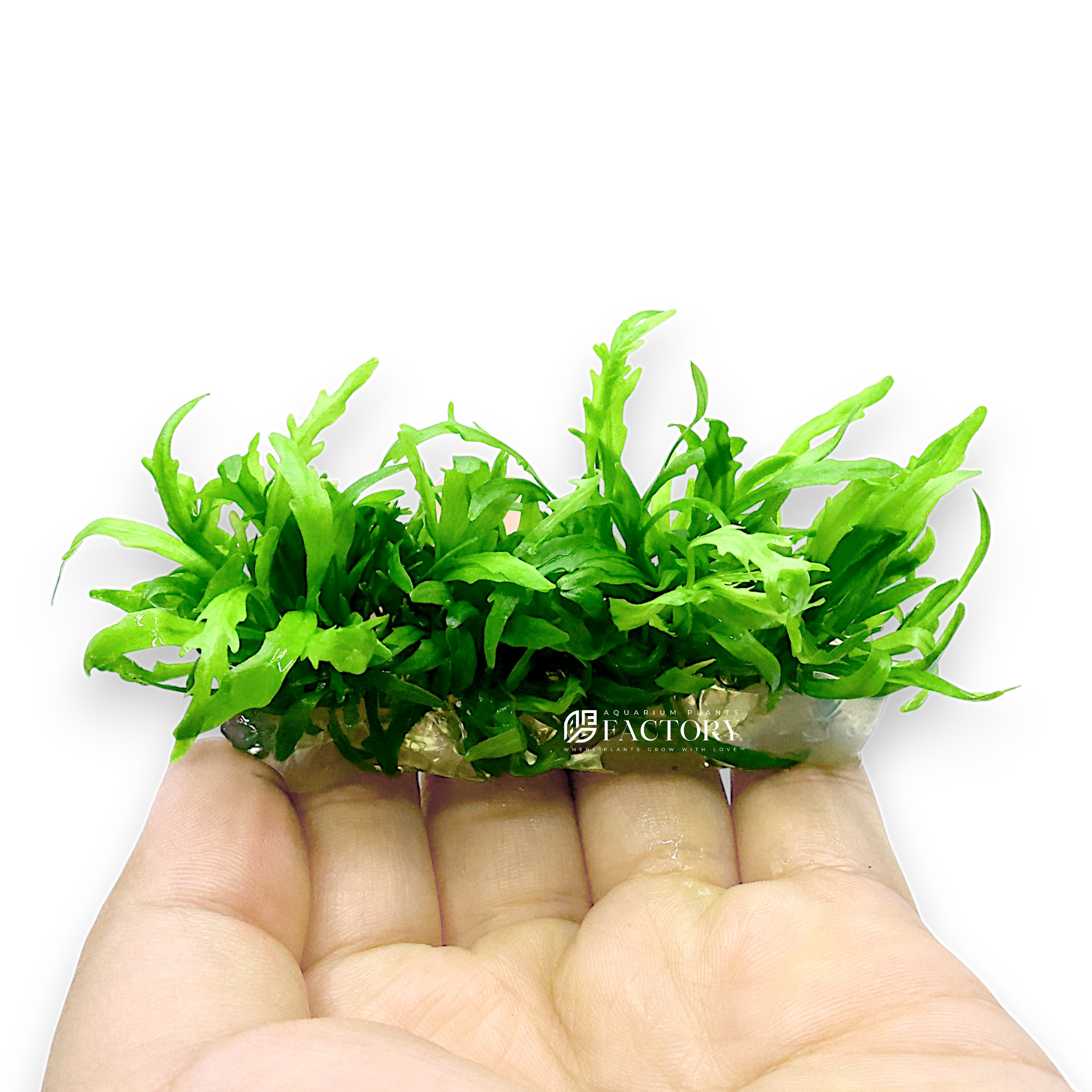 Hygrophila odora is a stunning and unique plant that, with proper care, can be a captivating addition to your aquascape. Its striking appearance, coupled with the challenges of cultivation, makes it a prized specimen for experienced aquarists looking to enhance their underwater landscapes.