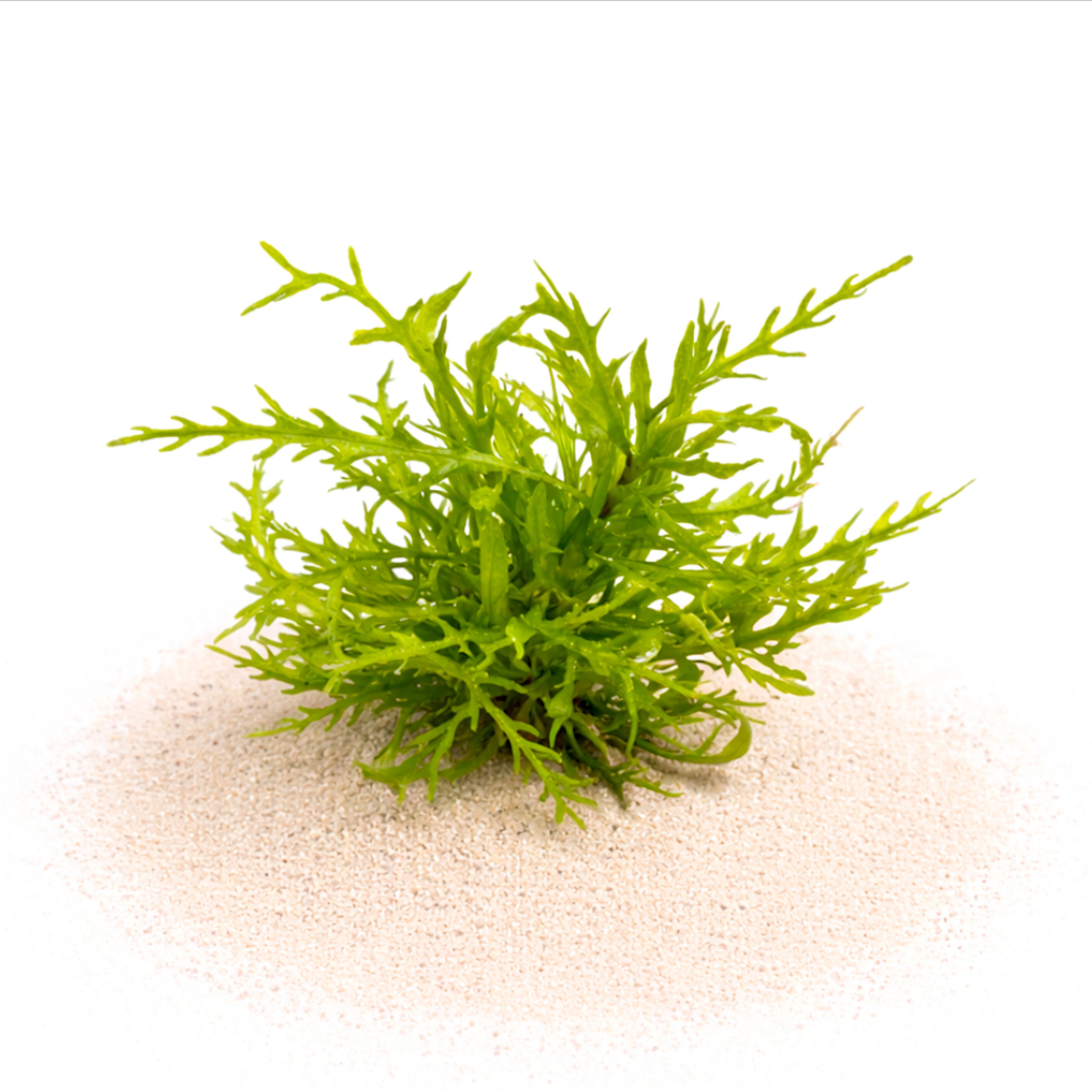 Hygrophila odora stem plant resembling Water Wisteria and Hygrophila pinnatifida