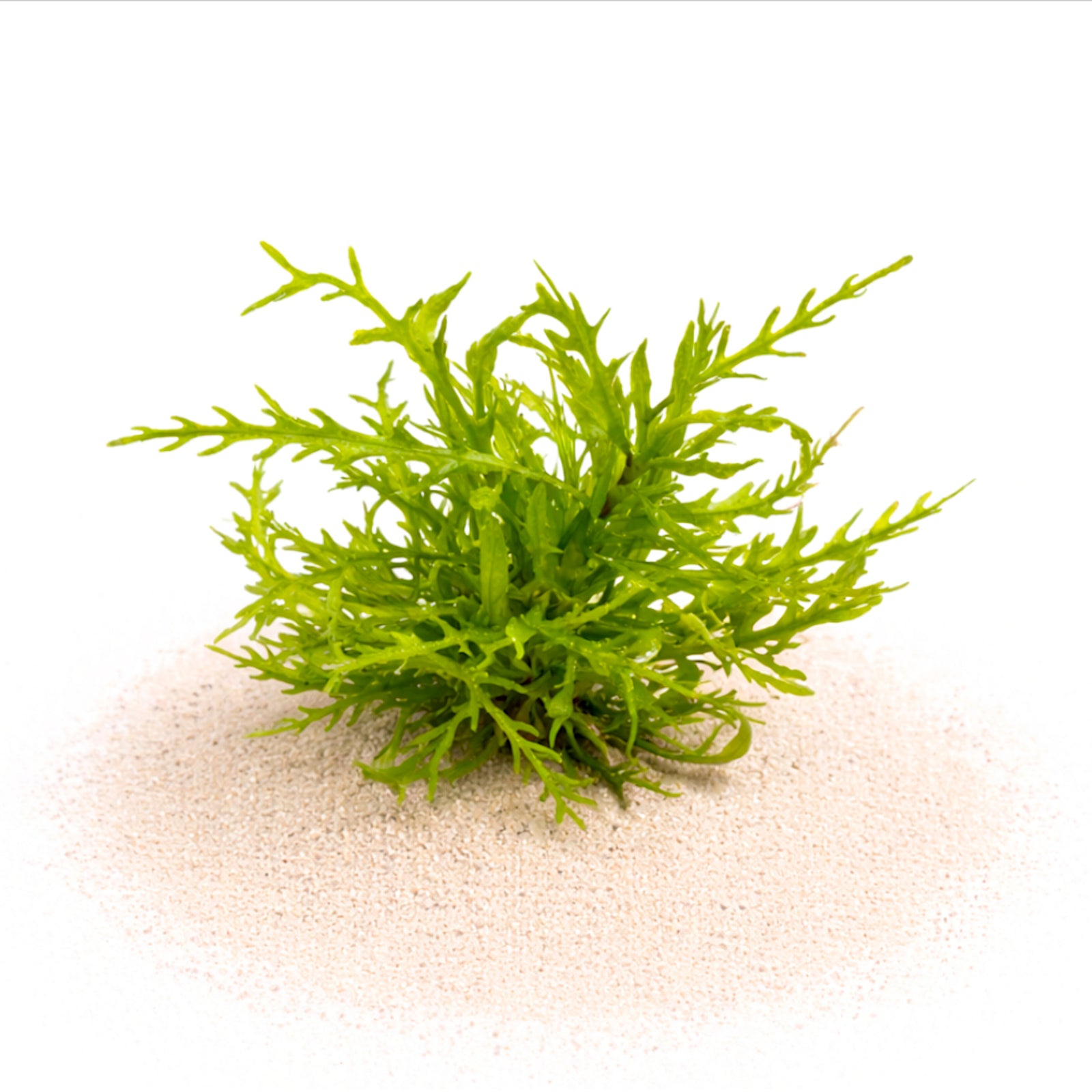 Hygrophila odora stem plant resembling Water Wisteria and Hygrophila pinnatifida