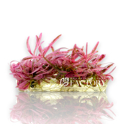 Hygrophila Pink Chai Tissue Culture is an exquisite and rare aquatic plant, cultivated for its vibrant neon pink and green hues. Derived from the natural hybrid Hygrophila lancea 'Pink Chai' this tissue-cultured variety ensures a pest-free, healthy start for your aquarium. Known for its striking appearance and unique coloration, Hygrophila Pink Chai adds a dynamic visual element to any aquascape.