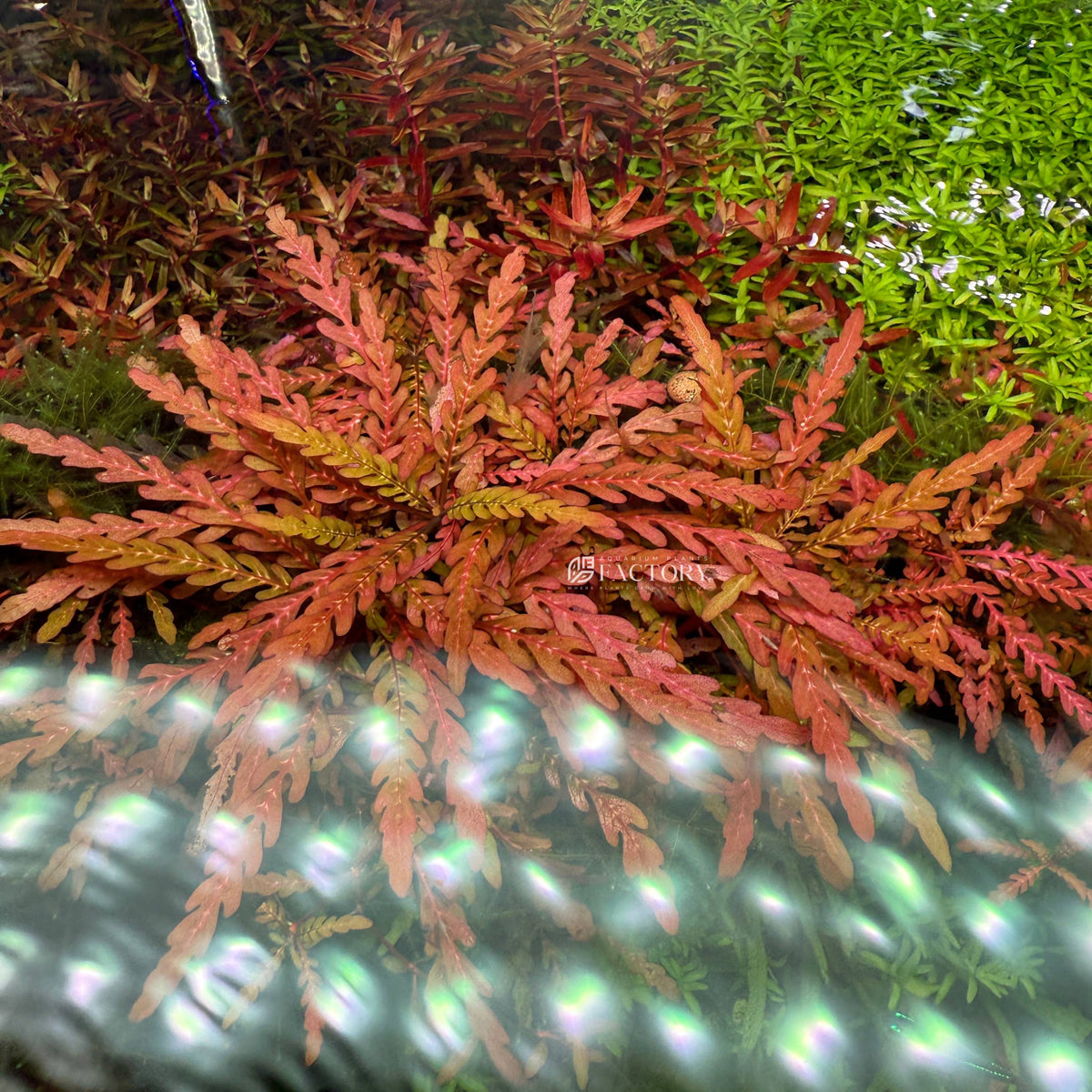 Hygrophila Pinnatifida live aquarium plant, another view