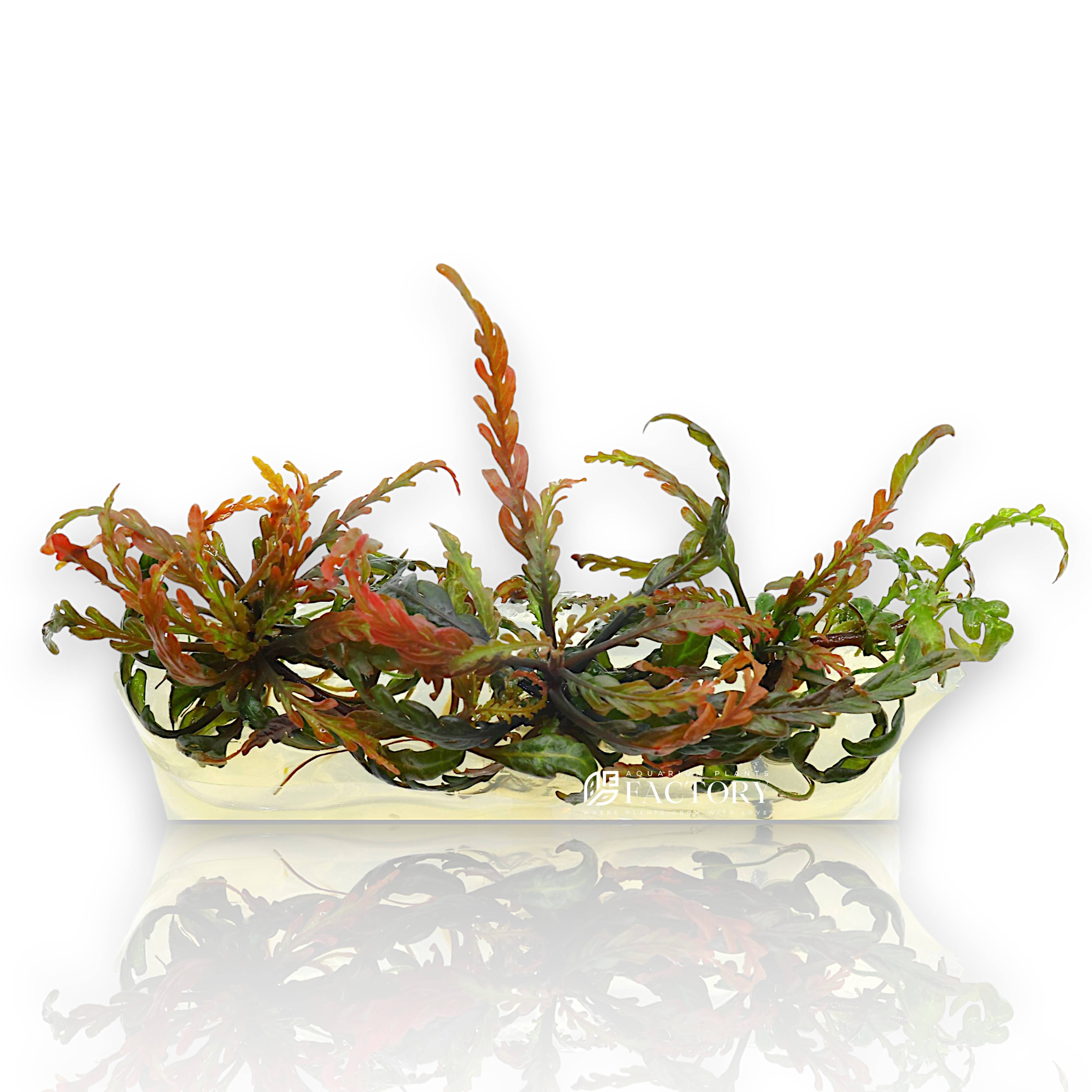 Hygrophila Pinnatifida 'UK' (short for Uttara Kannada) is a stunning new variant of the popular Hygrophila pinnatifida, native to the biodiverse Western Ghats of Karnataka, India. Unlike the more common form from Goa, the 'UK' strain features deeper lobed leaves and a stronger tendency toward red coloration, making it an ideal accent in midground layouts and nature-style aquascapes