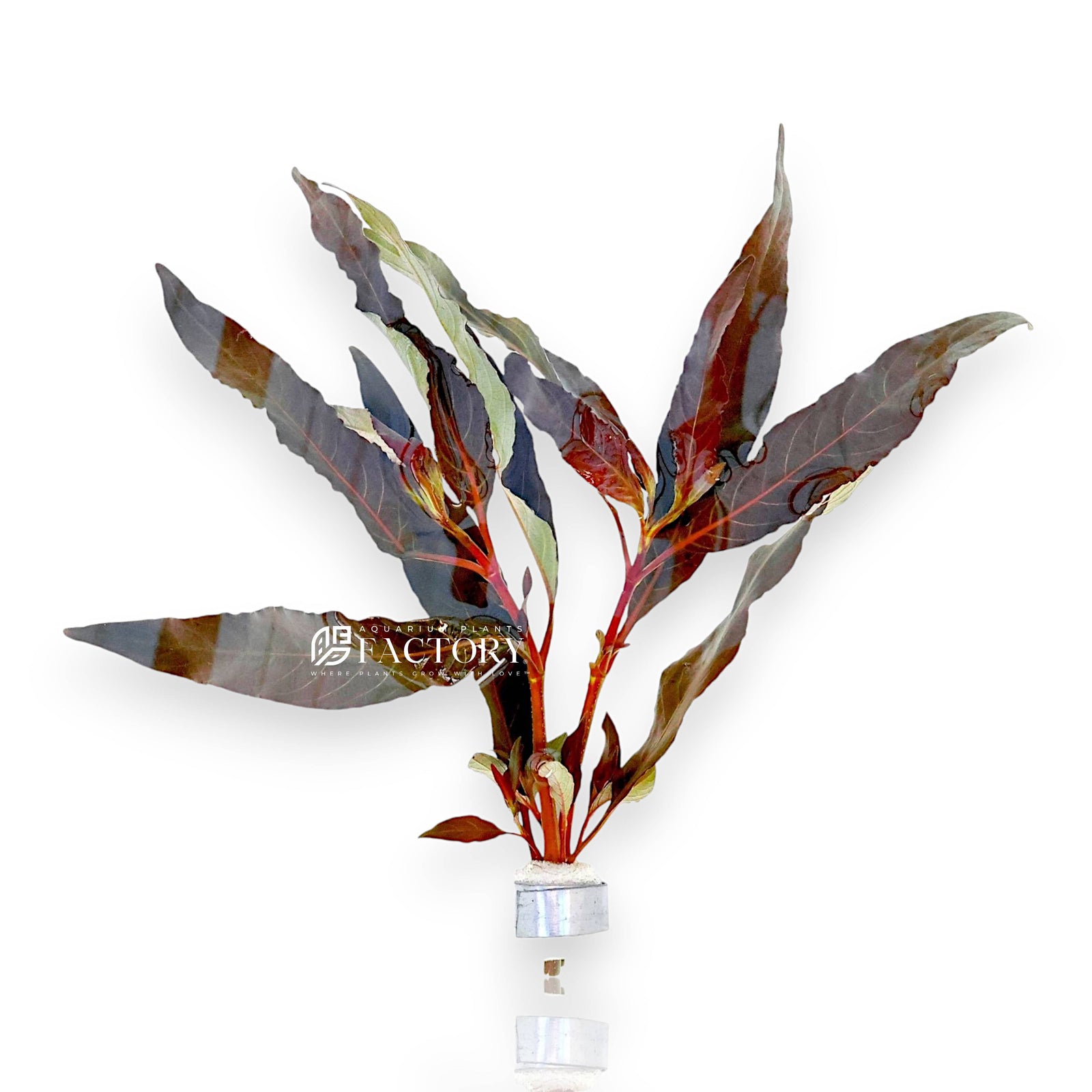 Hygrophila salicifolia 'Purple Leaf' is an excellent choice for aquarists looking to add a touch of color and elegance to their freshwater aquariums. Its stunning purple-tinged leaves and easy-care nature make it a standout addition to any aquascape.