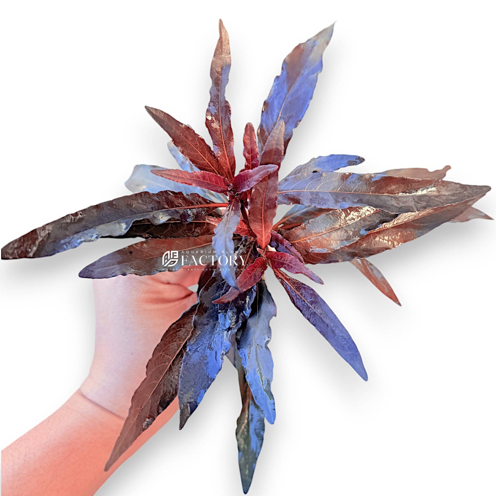 Hygrophila salicifolia 'Purple Leaf' is an exquisite and vibrant aquatic plant that brings a splash of color to any freshwater aquarium. Known for its striking purple-tinged leaves, this plant is a favorite among aquarists for its unique appearance and easy care requirements.