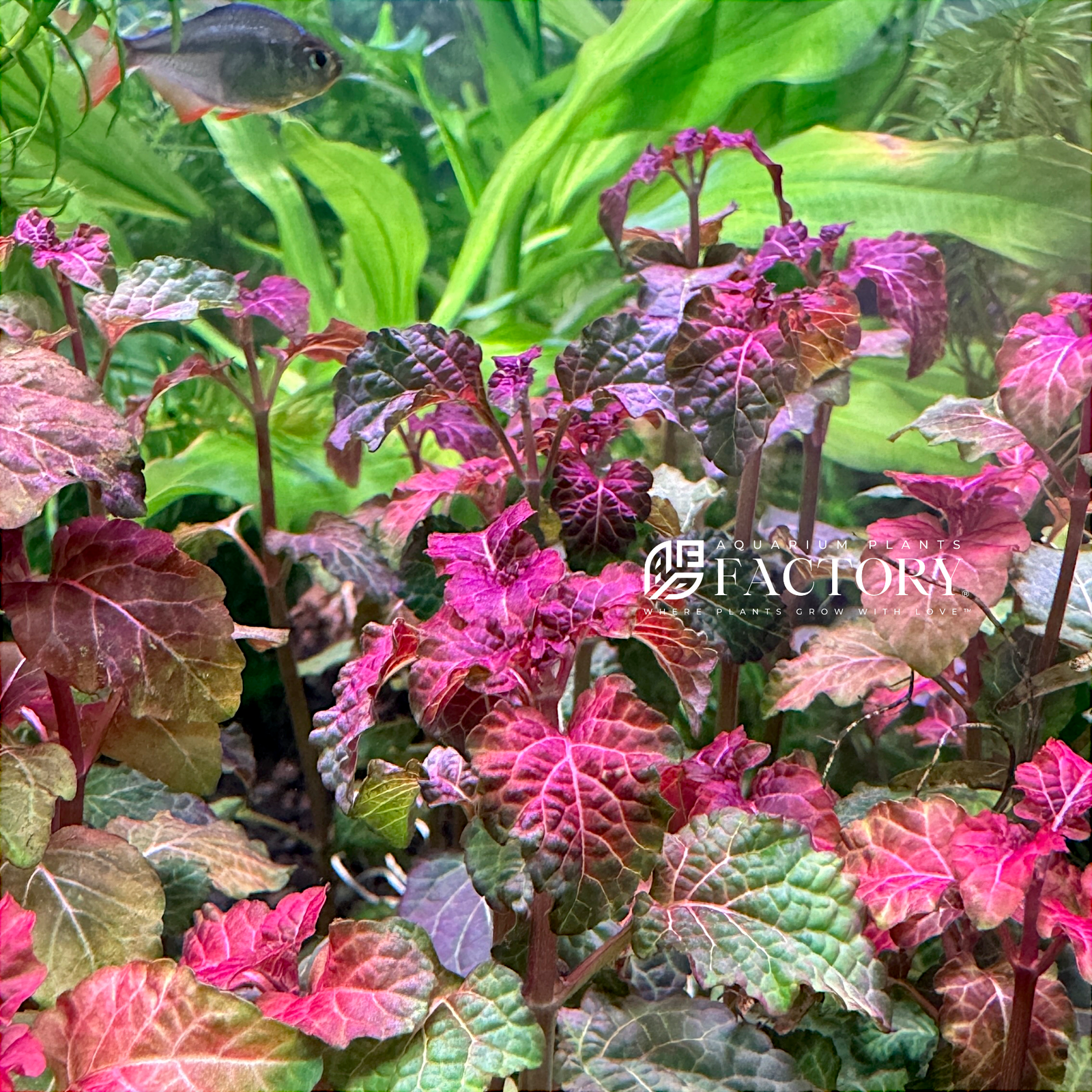 Hyptis Lorentziana is another rare aquarium plant that we added to our massive collection of aquatic plants here at Aquarium Plants Factory. What makes this plant unique? Hyptis Lorentziana is a true aquatic and beautiful aquarium plant that features a stunning purple, reddish leaf when grows fully submerged in the aquarium.