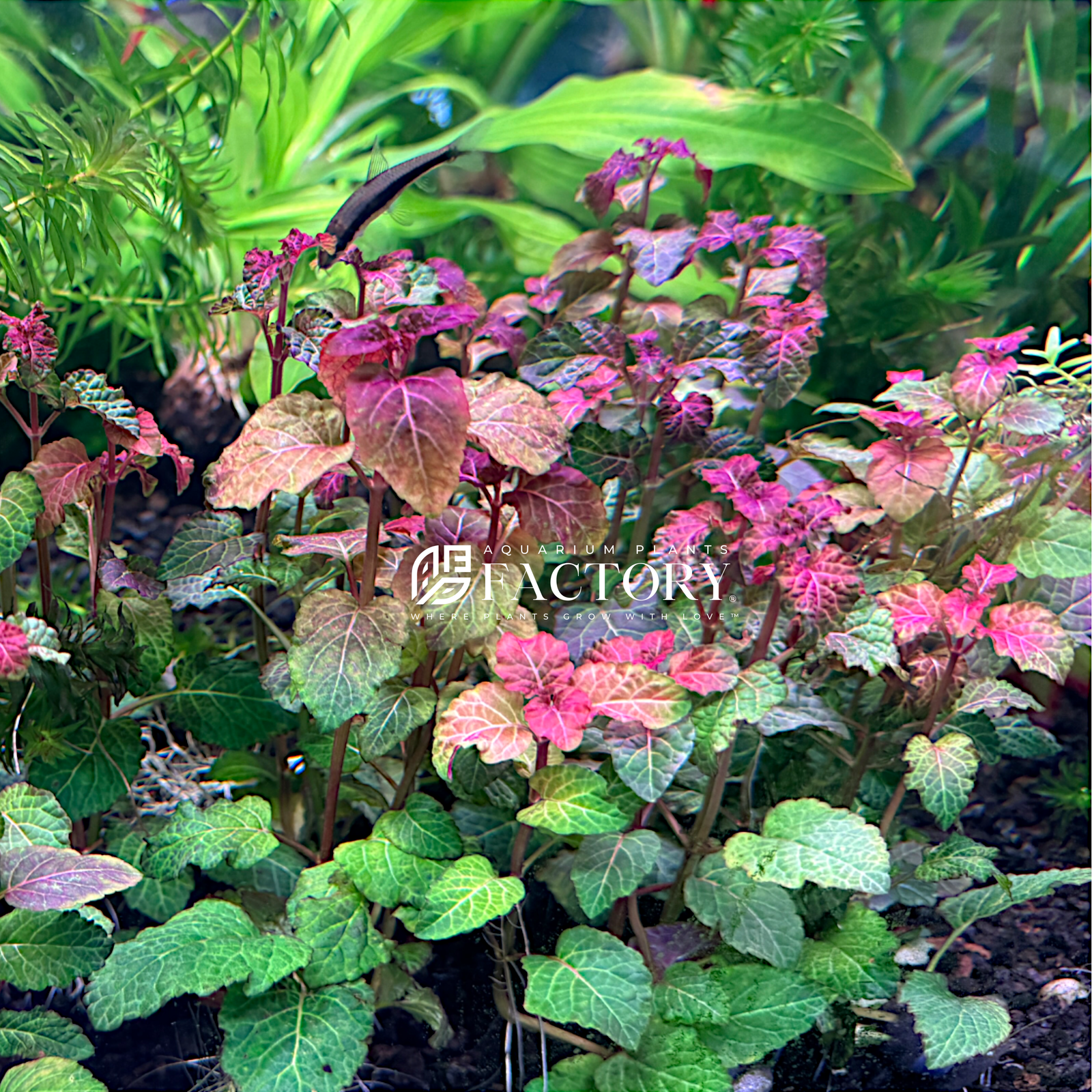 Hyptis Lorentziana is a must-have for any aquarist looking to enhance their aquarium with a vibrant and eye-catching plant. Its stunning purple-red leaves, moderate growth, and easy maintenance make it a standout choice for creating a beautiful, natural underwater landscape.