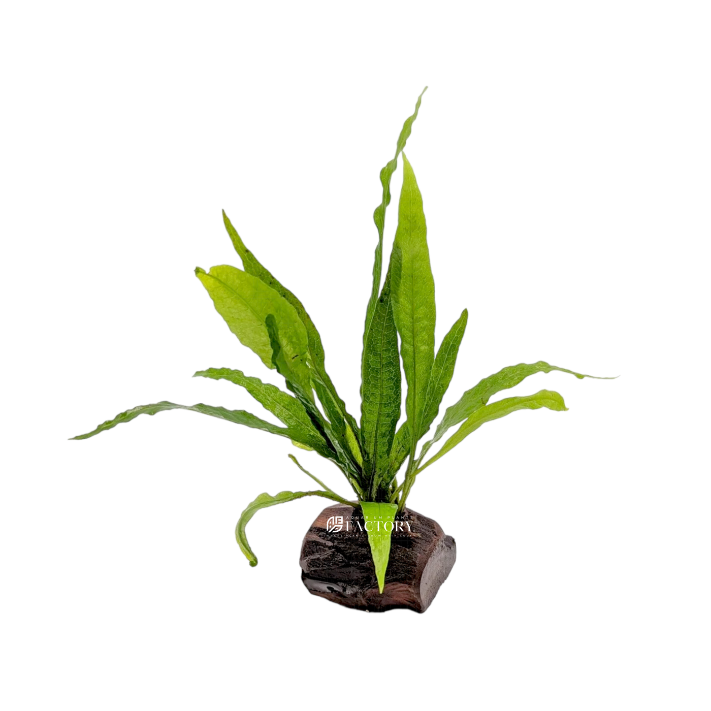 Java Fern on Driftwood | APF Aquarium Plants Factoryยฎ