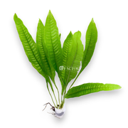 Java Fern Large Size aquarium plant