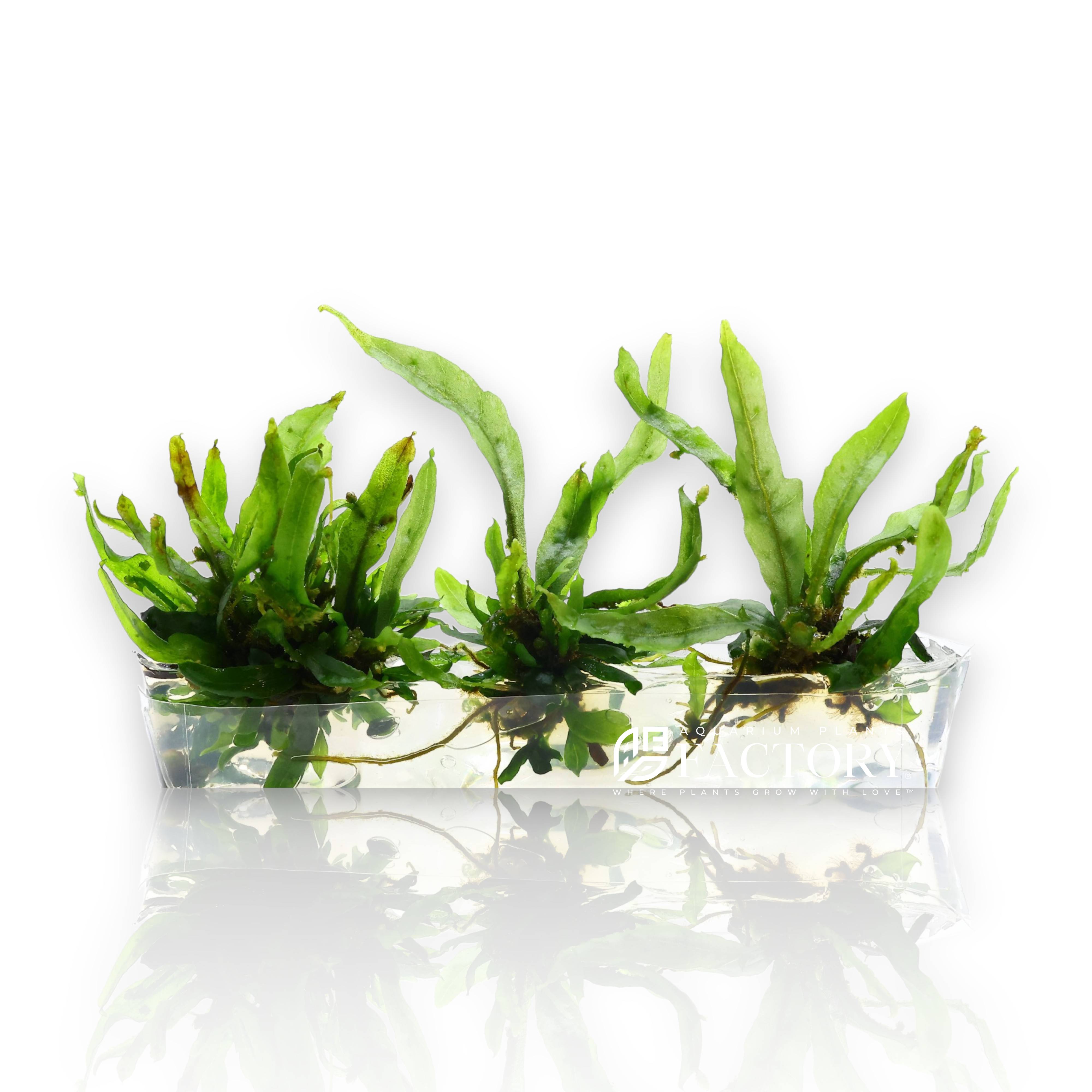 Java Fern Petite Vitro Culture – Compact Rhizome Plant for Aquascaping