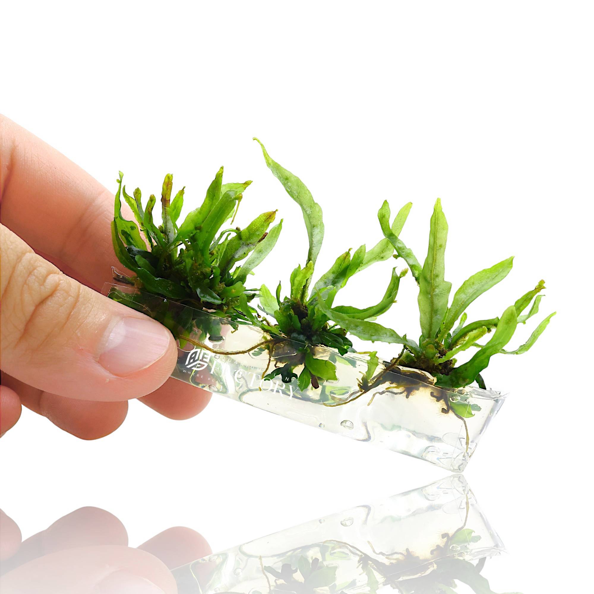 Java Fern 'Petite' (Microsorum pteropus 'Petite') is a dwarf variety of the classic Java Fern, known for its small, narrow leaves and highly compact growth habit. This hardy and slow-growing aquatic fern is ideal for nano tanks, low-tech aquariums, and foreground or midground placement, especially when attached to driftwood, rocks, or decorations. Its deep green, arching foliage adds a natural, refined texture to aquascapes without overwhelming the layout.